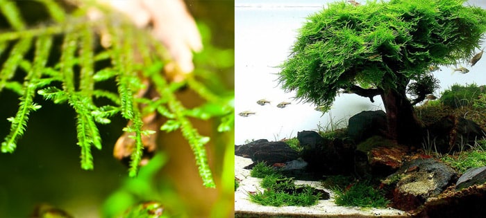 Christmas moss vs Java moss