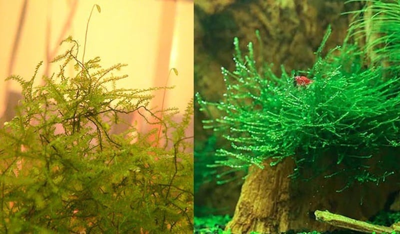 Growth Form and Growth rate Christmas Moss vs Java Moss