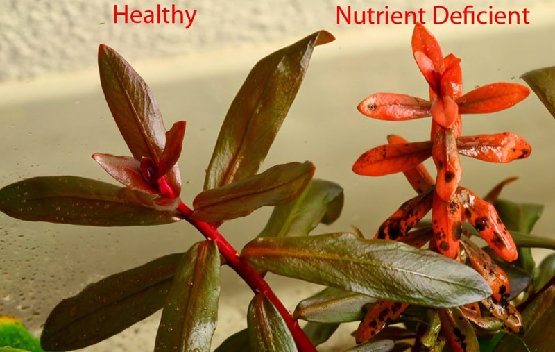 Aquarium Plant Nutrient Deficiencies