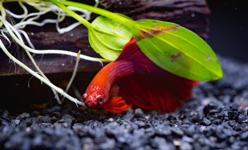 Betta fish can survive for about 10-14 days without food