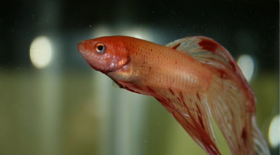 How to Treat a Bloated Betta Fish?