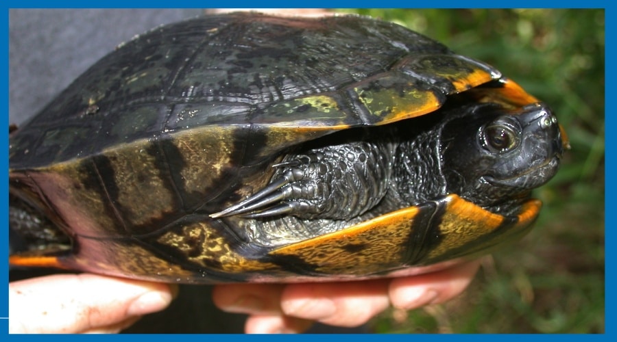Female Yellow Bellied Slider Turtles