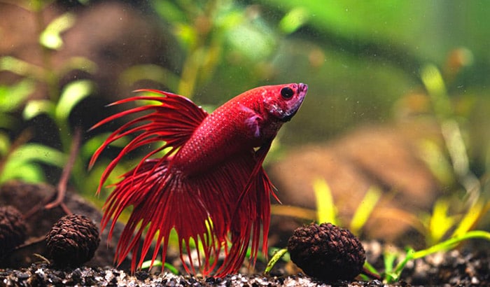 facts about betta fish