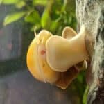 apple snail vs mystery snail