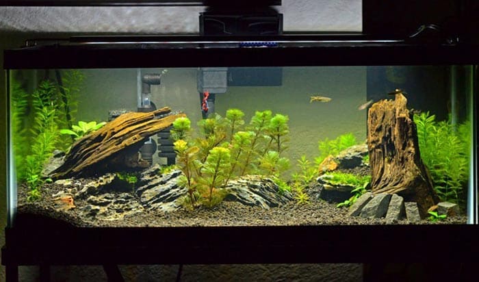 how do you anchor plants to driftwood
