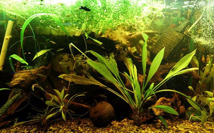 how often should you clean a planted aquarium?