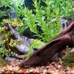 how to attach plants to driftwood