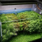 aquarium grow light differences