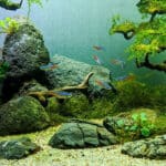 how to aquascape an aquarium