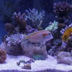 how to convert a freshwater tank to saltwater
