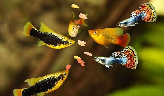 tips for keeping your blind fish healthy and happy