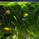 how to cycle a fish tank in one day