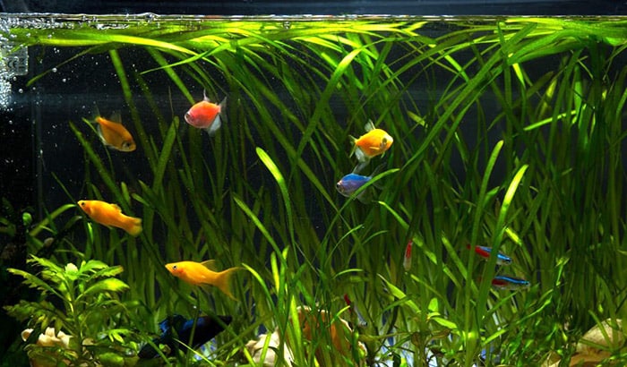 how to cycle a fish tank in one day