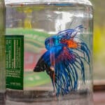 how to transport a betta fish