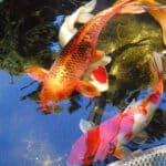 why are koi fish so expensive