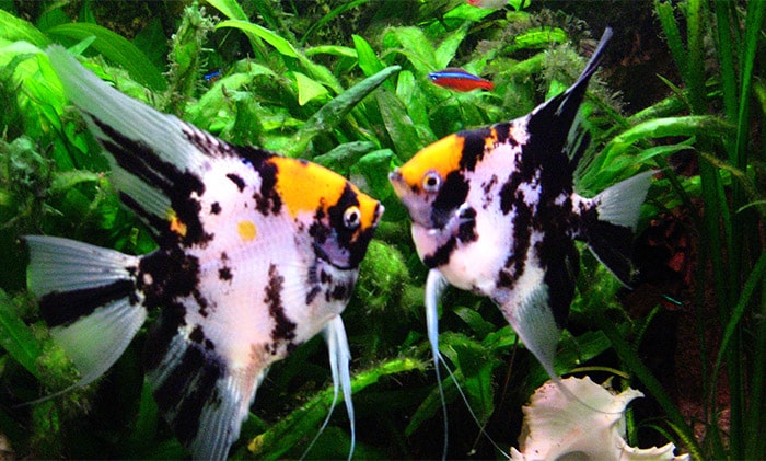 why are my angelfish fighting