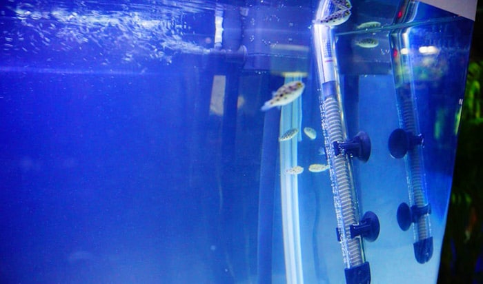 best aquarium heater for 75 gallon tank