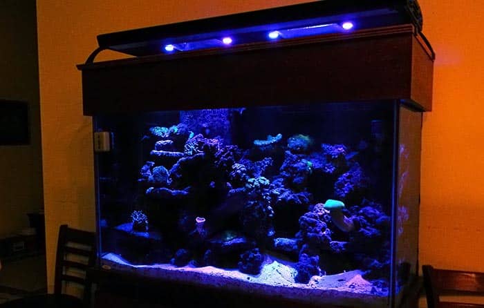 best reef light for nano tank