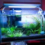 best filter for shrimp tank