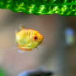 best food for gouramis