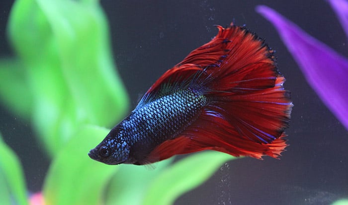 betta fish changing its color