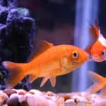 why are my goldfishes fighting