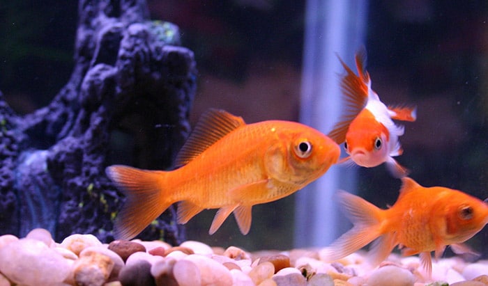 why are my goldfishes fighting