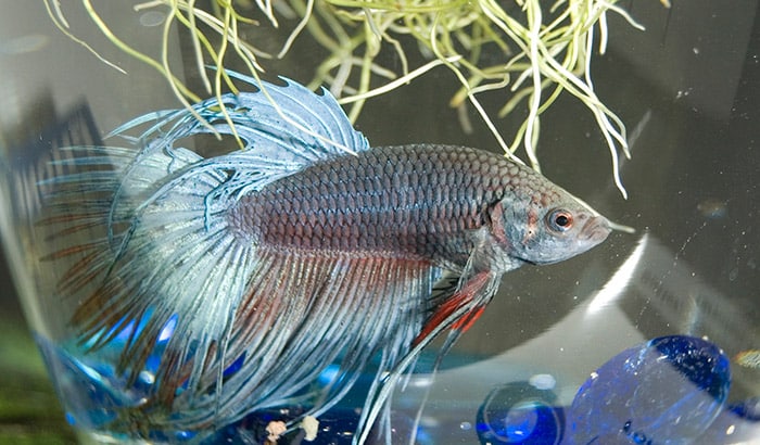 why do betta fish change colors