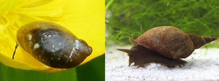 bladder snail vs pond snail