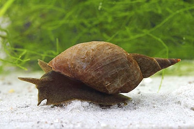 what to know about a bladder snail