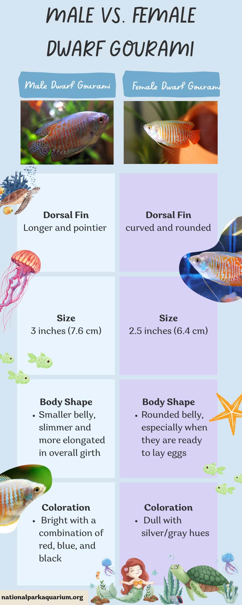comparing male vs female dwarf gourami infographic