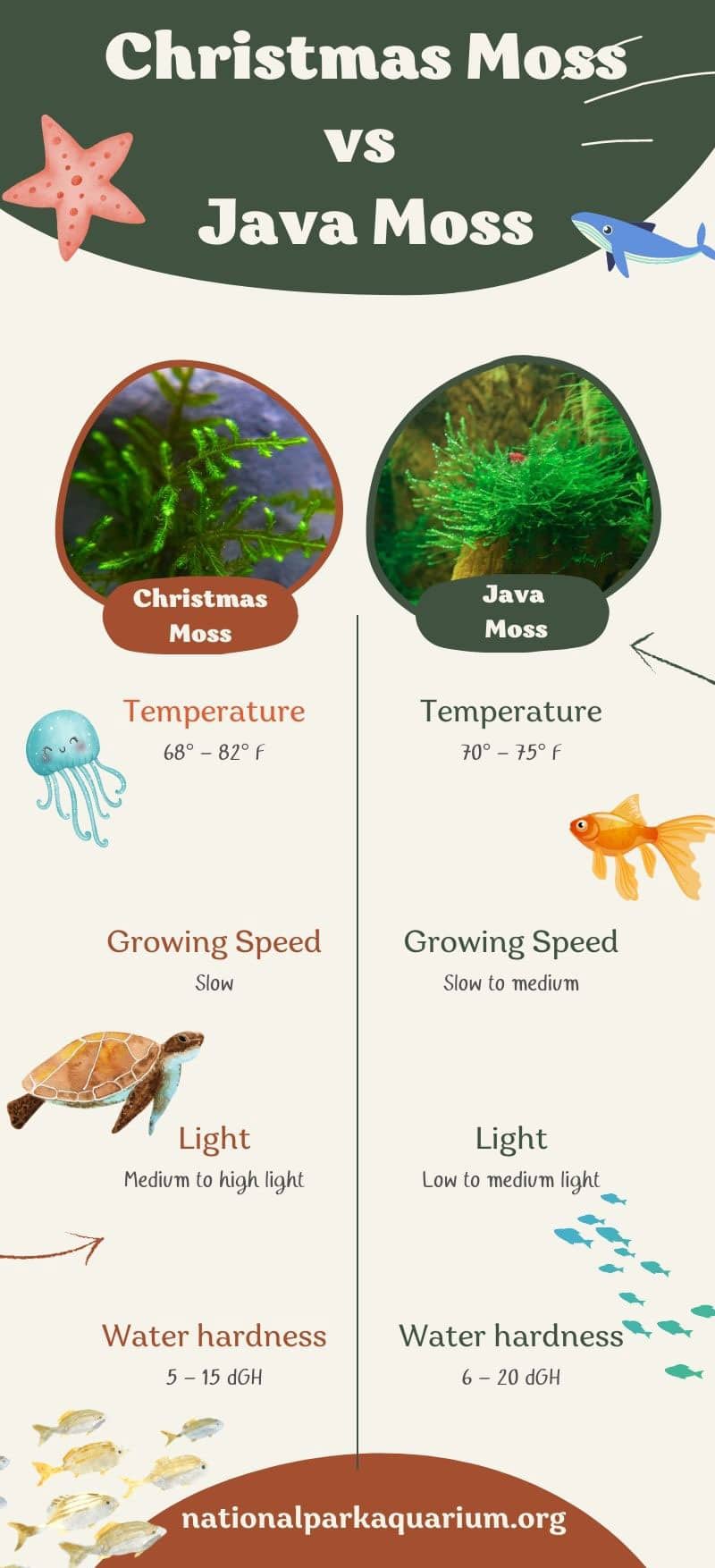 Christmas Moss vs Java Moss