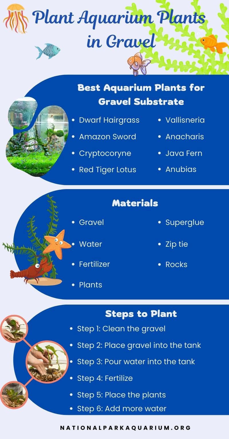How to Plant Aquarium Plants in Gravel