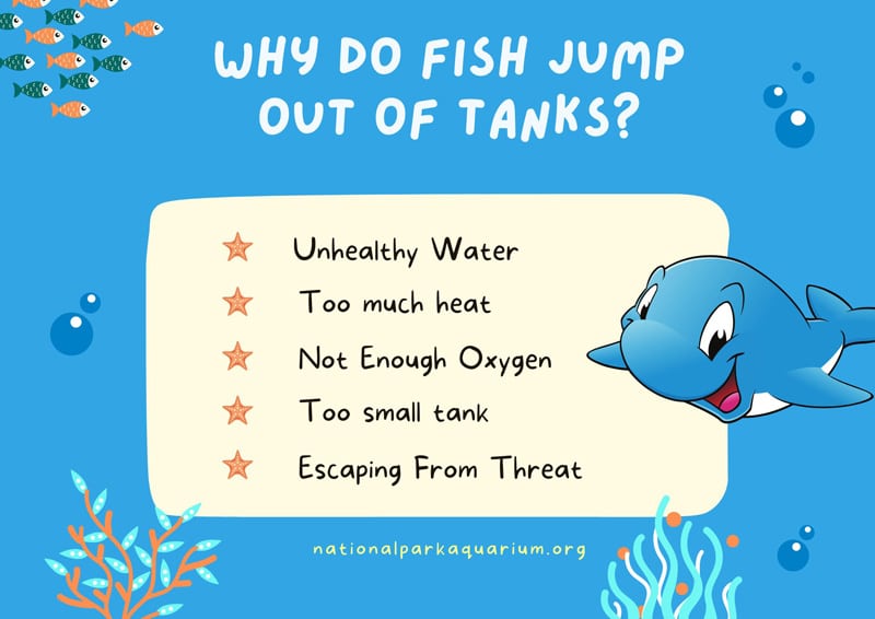why do fish jump out of tanks