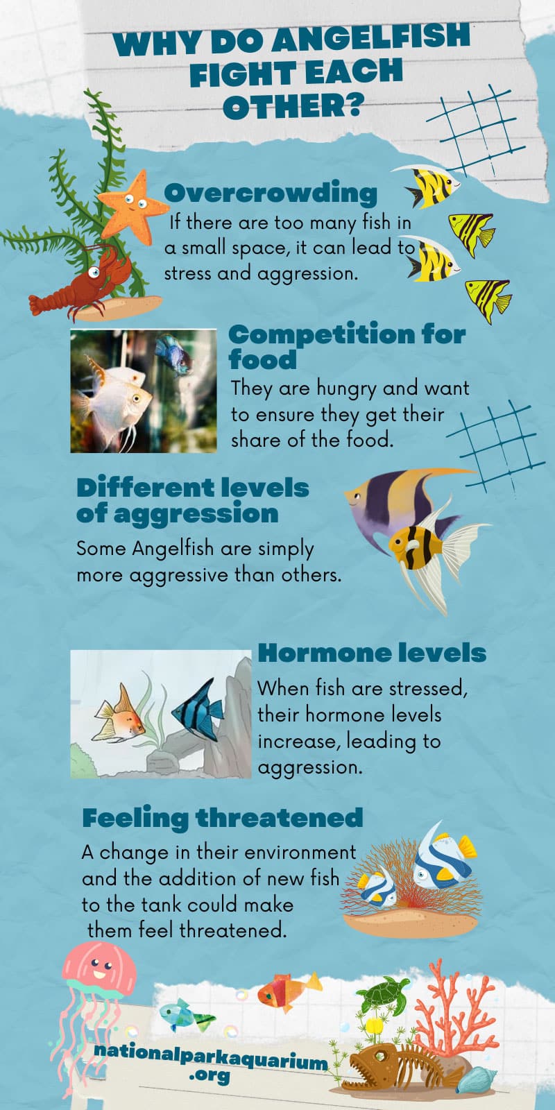 why do angelfish fight each other
