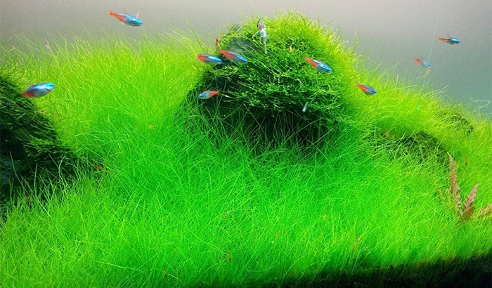dwarf hairgrass vs mini dwarf hairgrass