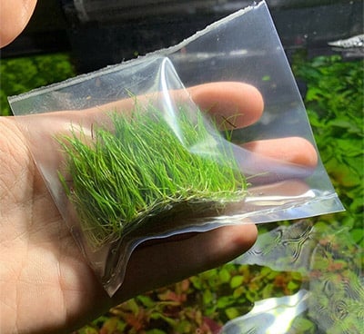 mini dwarf hairgrass