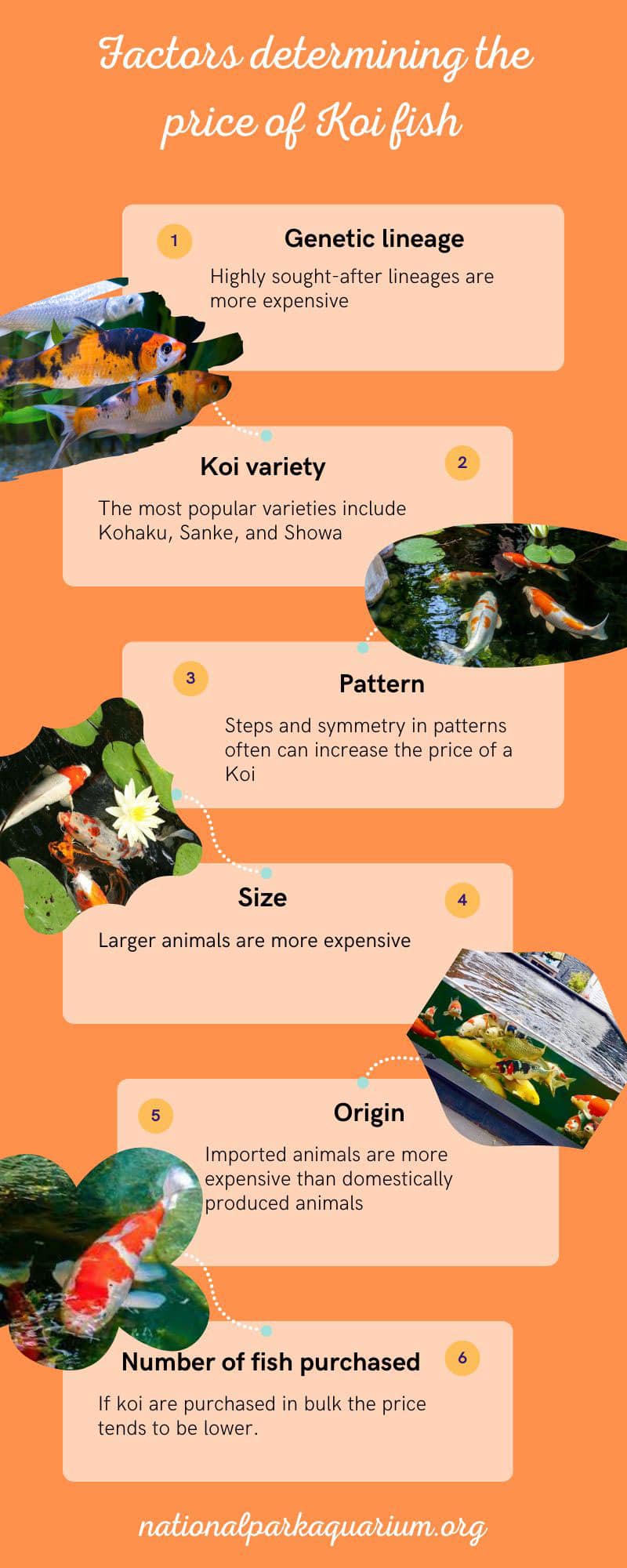 why are koi fish so expensive?