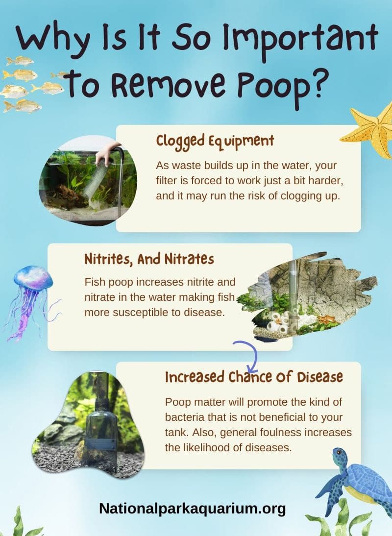 why is it so important to remove poop