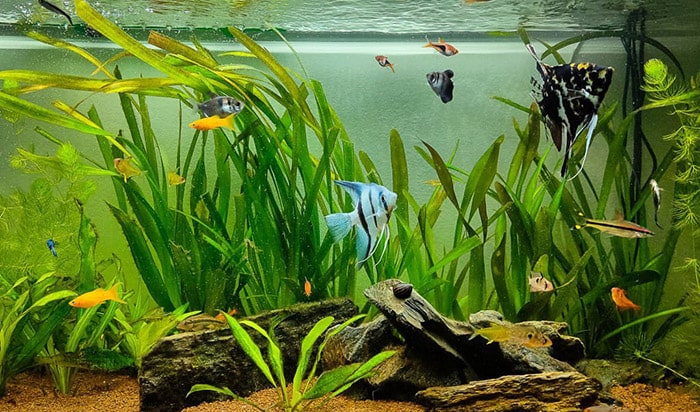 how many angelfish in a tank