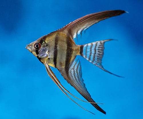 angelfish pomacanthidae