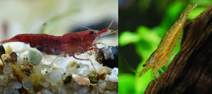 caridina vs neocaridina shrimp