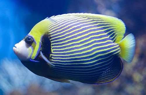 emperor angelfish pomacanthus imperator