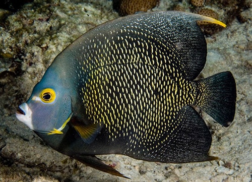 french angelfish pomacanthus paru