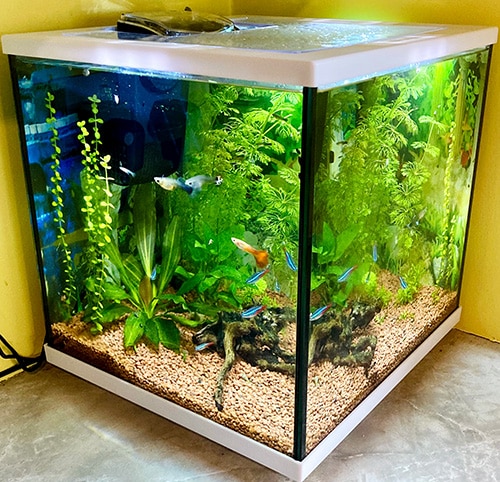 guppy fish tank setup