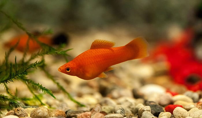 how often to change platy fish water