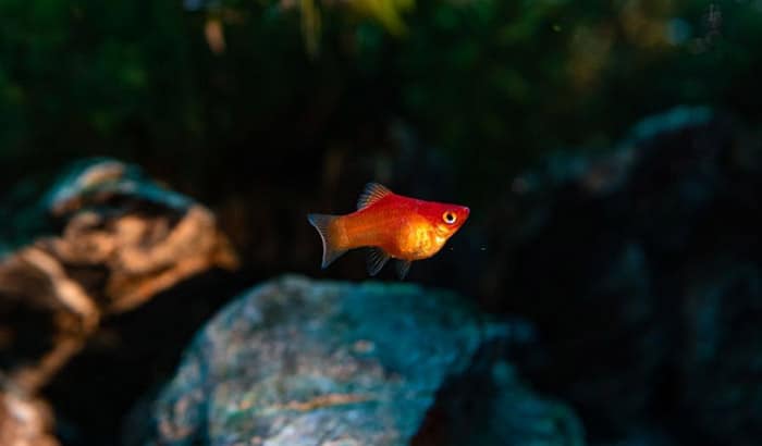 how to choose a platy fish