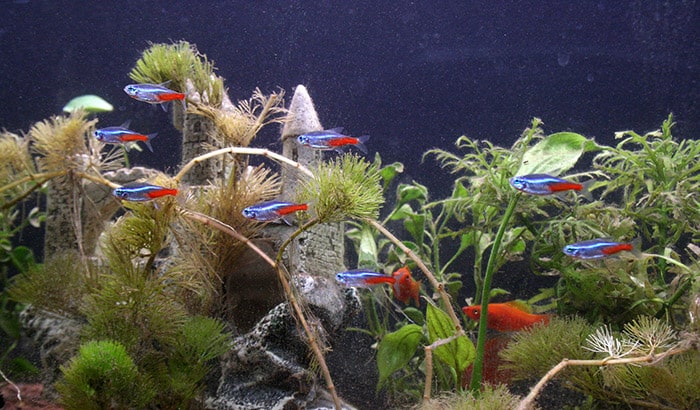 how to introduce tetra fish to a new tank