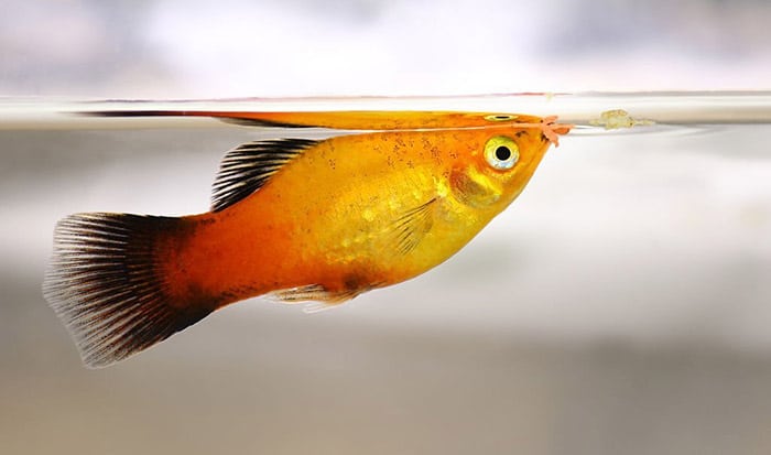 introduce platy fish to a new tank