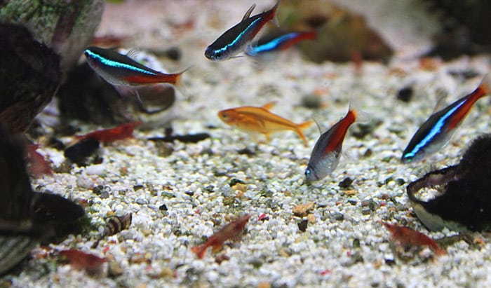 male vs female tetra fish